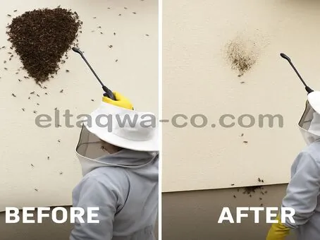 خلية نحل خطيرة في جدار المنزل