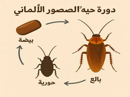 إنفوجرافيك دورة حياة الصرصور الألماني